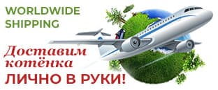 Доставка котят по РФ в руки Доставка котят в любой регион