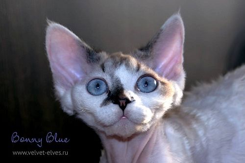 Котенок девон-рекс Bonny Blue - питомник Velvet Elves