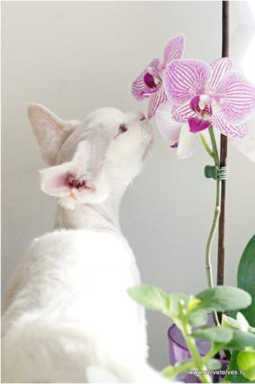Растения и цветы, которые являются опасными для кошек: как защитить своего питомца