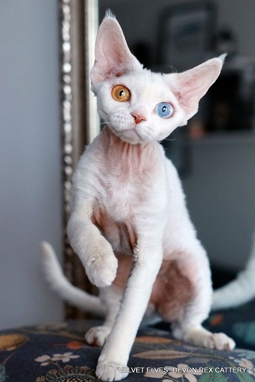 Котенок девон-рекс JoyKiss - питомник Velvet Elves