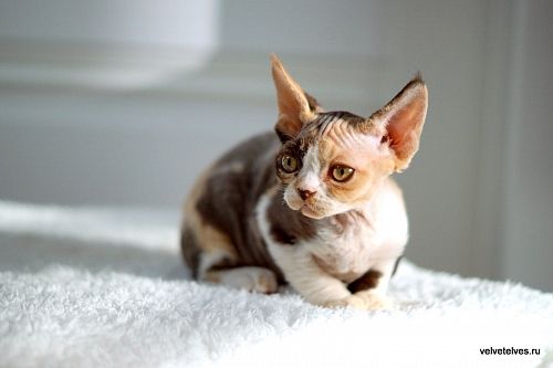 Котенок девон-рекс Una Mia - питомник Velvet Elves