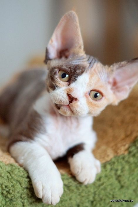 Котенок девон рекс Una Mia в Москве питомник Велвет Элвес