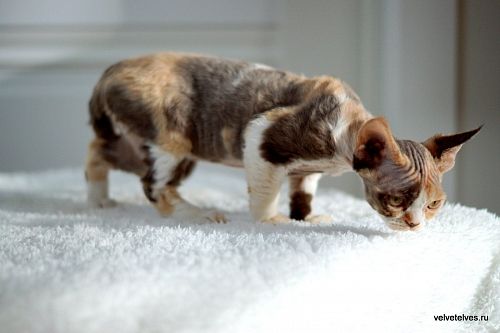 Котенок девон-рекс Una Mia - питомник Velvet Elves