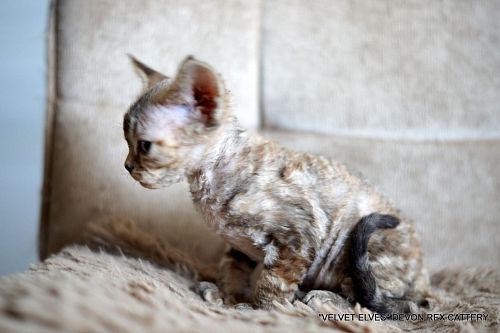 Котенок девон-рекс Xara Dream - питомник Velvet Elves