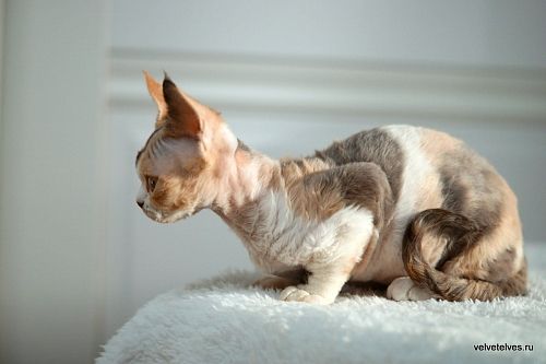 Котенок девон-рекс Una Mia - питомник Velvet Elves