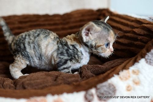 Котенок девон-рекс Thea - питомник Velvet Elves