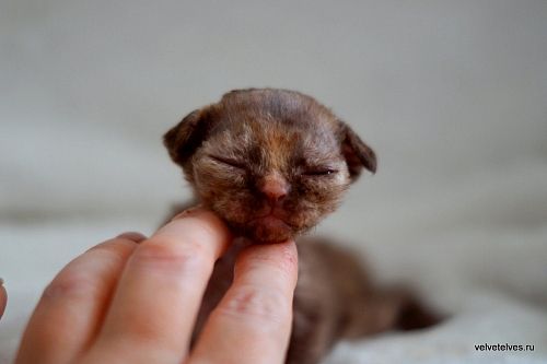 Котенок девон-рекс Unique Pearl - питомник Velvet Elves