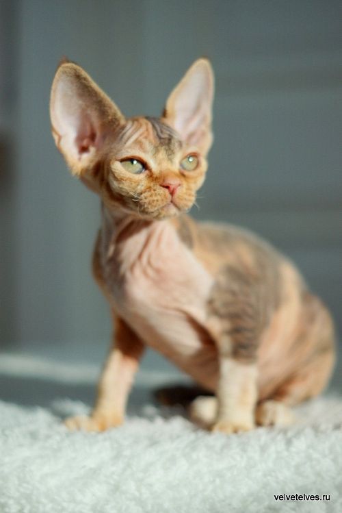 Котенок девон-рекс Una Stella - питомник Velvet Elves