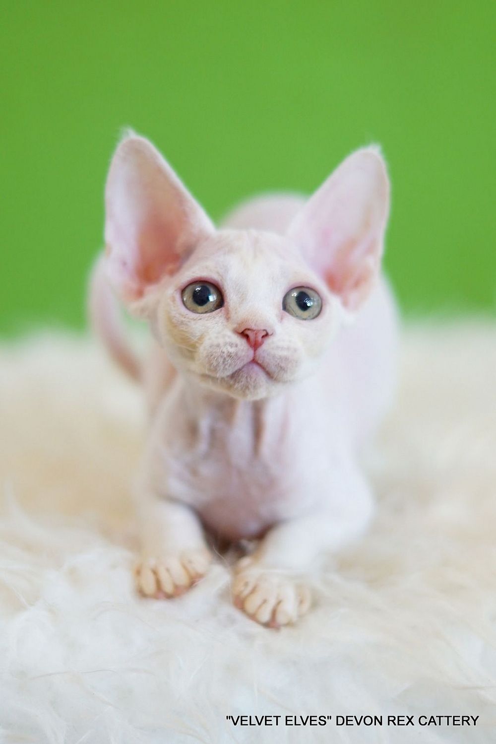 Котенок девон рекс Yuki Snow