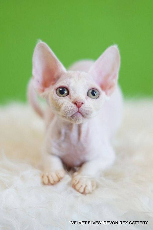 Котенок девон-рекс Yuki Snow - питомник Velvet Elves