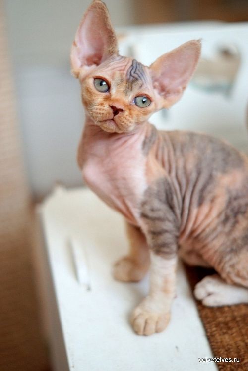 Котенок девон-рекс Una Stella - питомник Velvet Elves