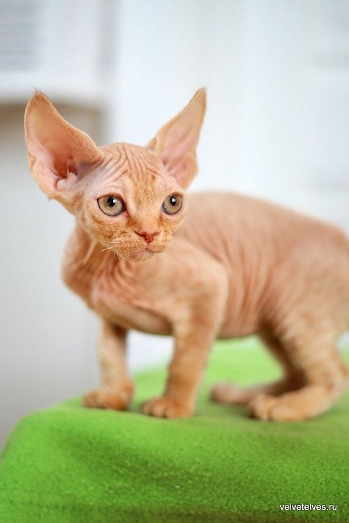 Котенок девон-рекс Umberto - питомник Velvet Elves