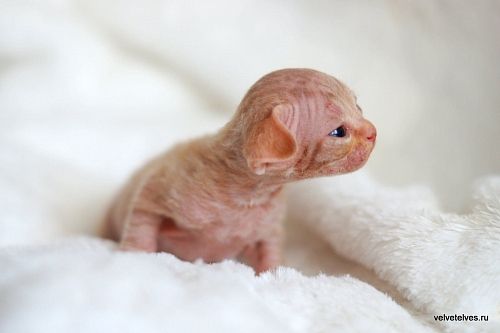 Котенок девон-рекс Umberto - питомник Velvet Elves