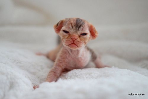 Котенок девон-рекс Una Stella - питомник Velvet Elves
