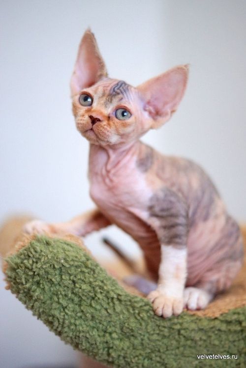 Котенок девон-рекс Una Stella - питомник Velvet Elves