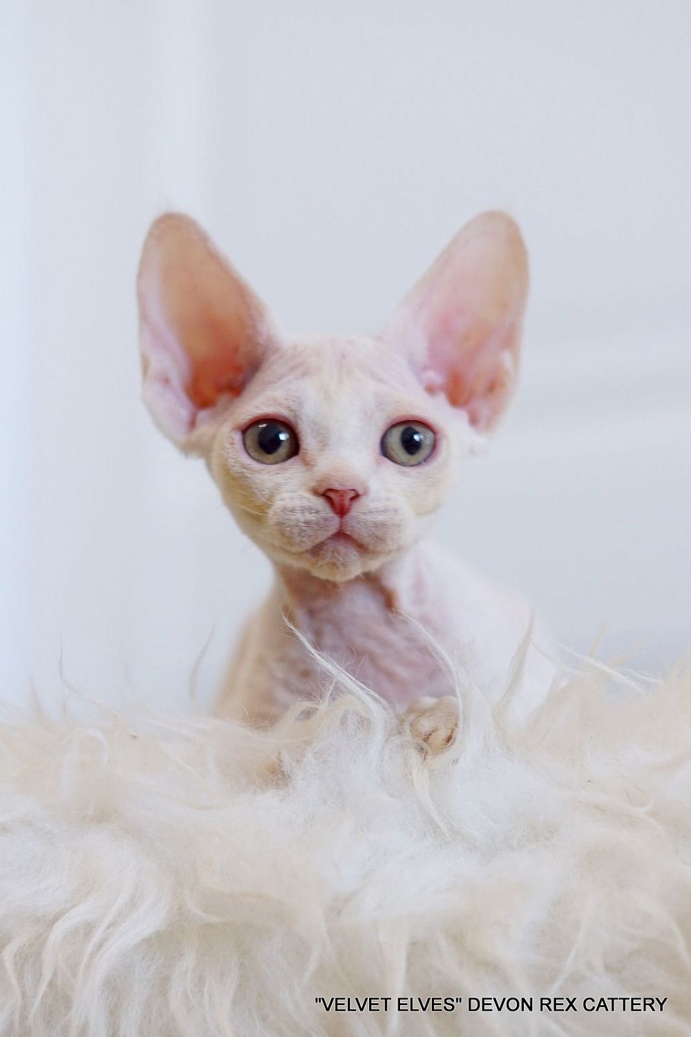 Котенок девон рекс Yuki Snow