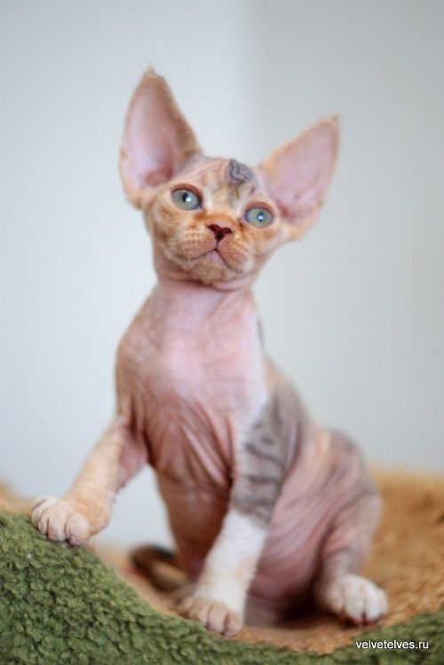 Котенок девон-рекс Una Stella - питомник Velvet Elves