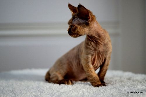 Котенок девон-рекс Unique Pearl - питомник Velvet Elves