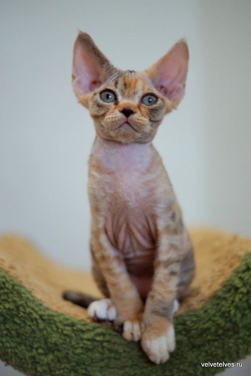Котенок девон-рекс Ulla Mia - питомник Velvet Elves