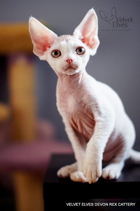 Котенок девон рекс Oliver Velvet Elves Котенок девон рекс Oliver в Москве питомник Велвет Элвес