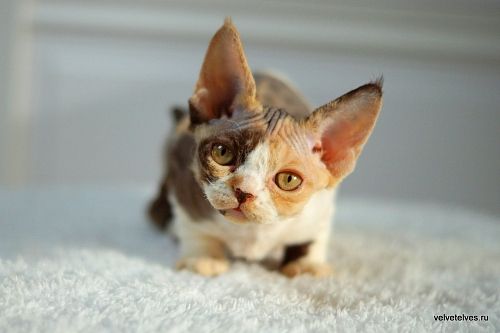 Котенок девон-рекс Una Mia - питомник Velvet Elves