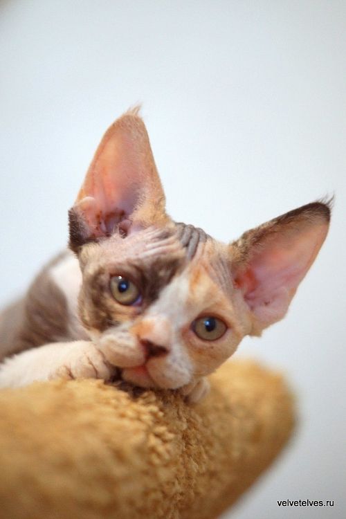 Котенок девон-рекс Una Mia - питомник Velvet Elves
