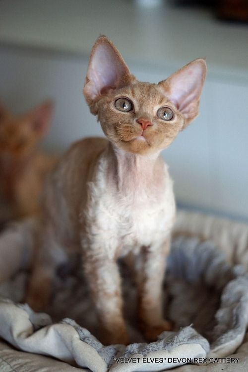 Котенок девон-рекс Wasabi - питомник Velvet Elves
