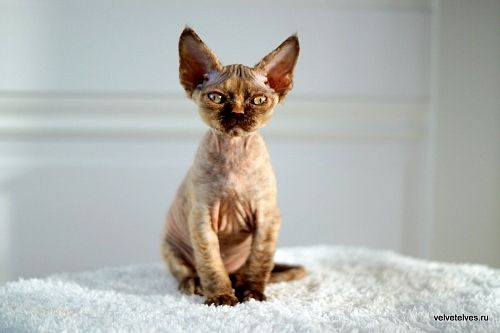 Котенок девон-рекс Unique Pearl - питомник Velvet Elves