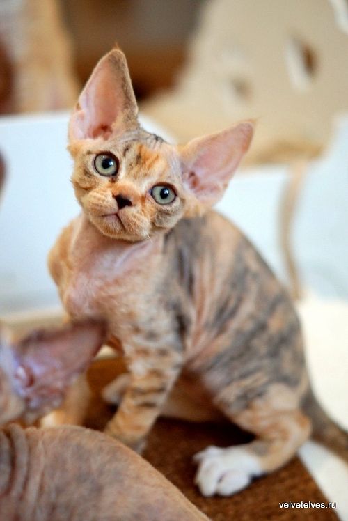 Котенок девон-рекс Ulla Mia - питомник Velvet Elves