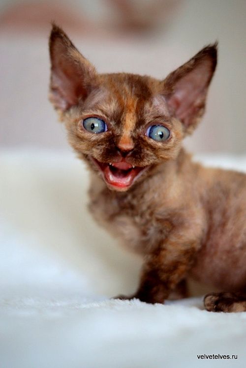 Котенок девон-рекс Unique Pearl - питомник Velvet Elves