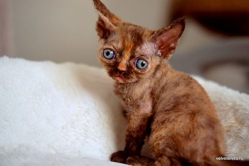 Котенок девон-рекс Unique Pearl - питомник Velvet Elves