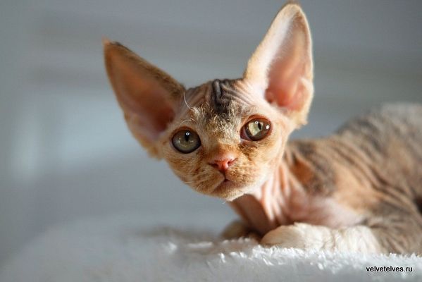 Una Stella - питомник Velvet Elves