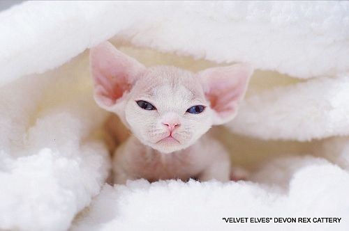 Котенок девон-рекс U-Jean - питомник Velvet Elves
