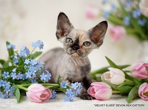 Котенок девон-рекс Vivien - питомник Velvet Elves