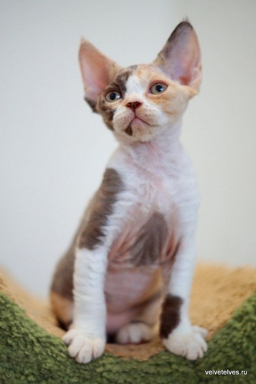 Котенок девон-рекс Una Mia - питомник Velvet Elves