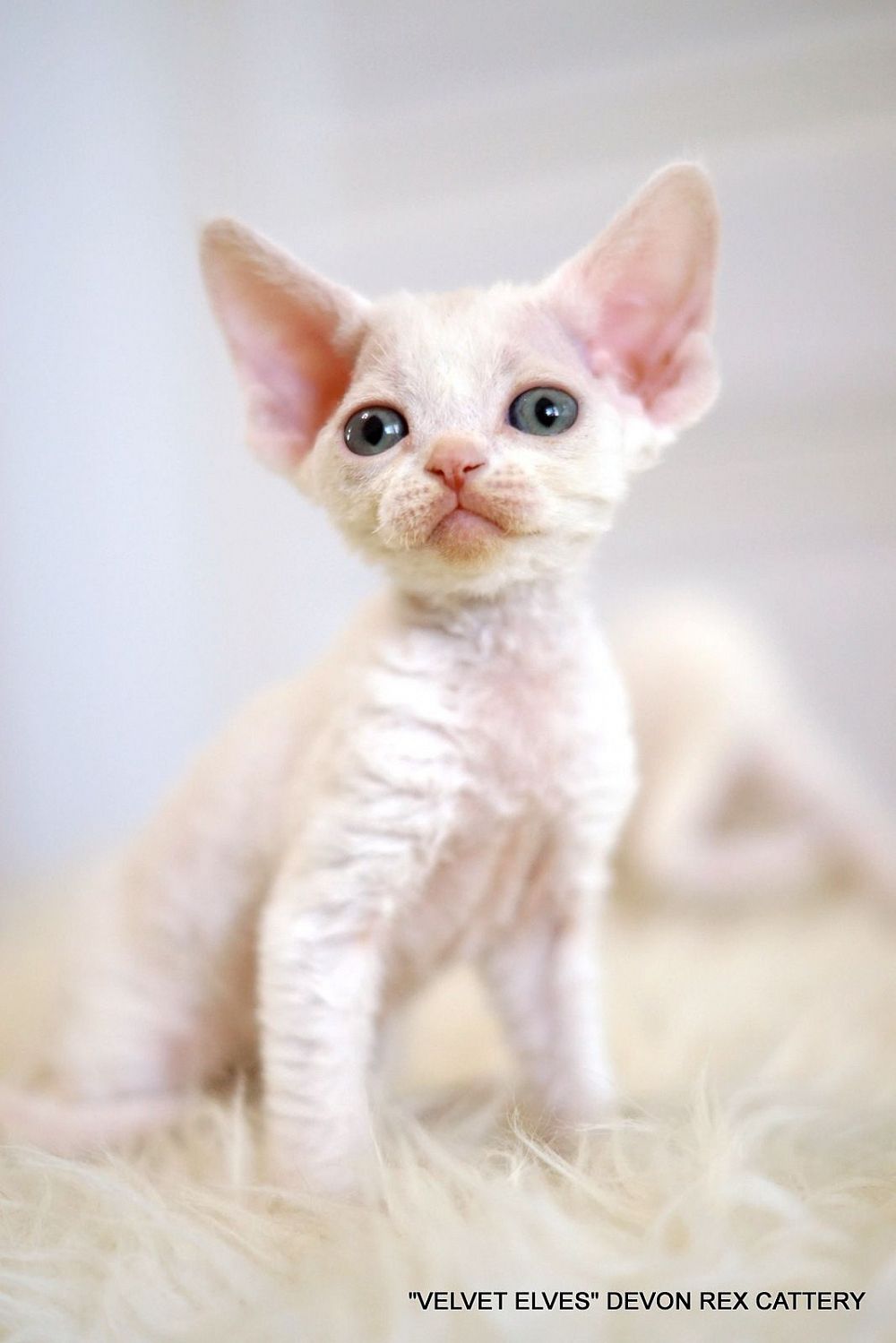 Котенок девон рекс Viola