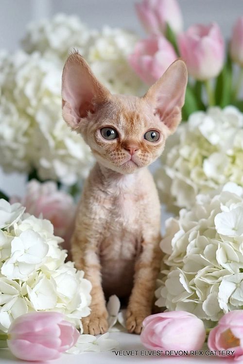 Котенок девон-рекс Vanilla Sun - питомник Velvet Elves