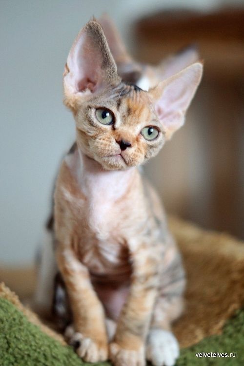 Котенок девон-рекс Ulla Mia - питомник Velvet Elves