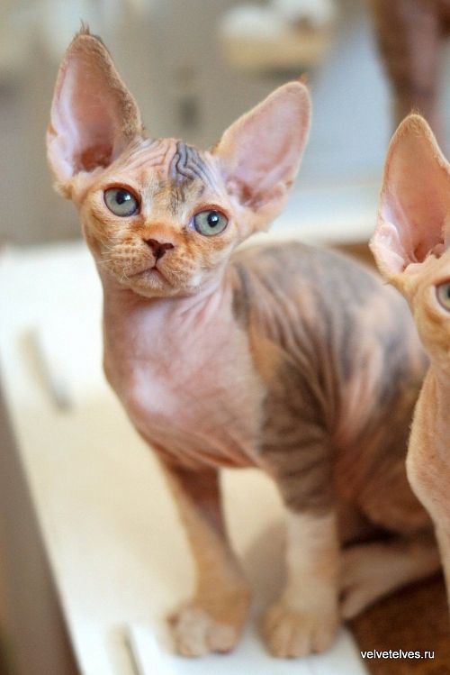 Котенок девон-рекс Una Stella - питомник Velvet Elves