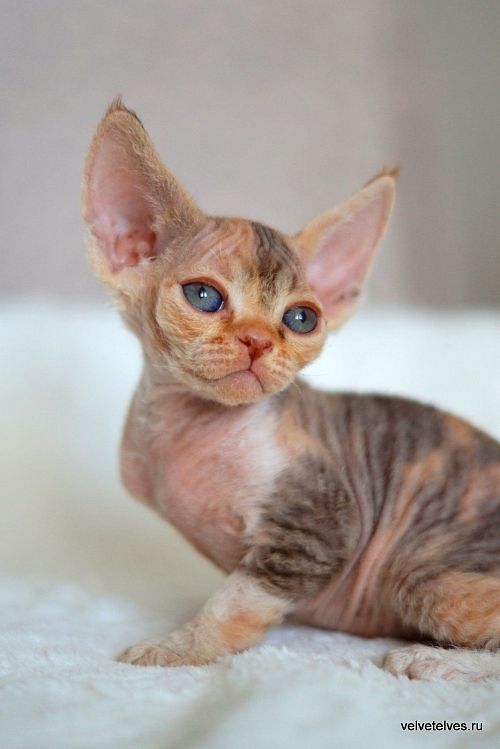 Котенок девон-рекс Una Stella - питомник Velvet Elves