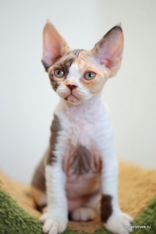 Котенок девон-рекс Una Mia - питомник Velvet Elves