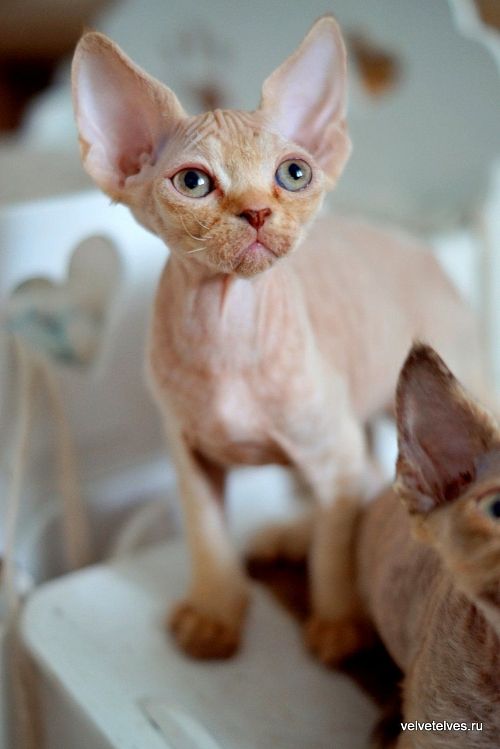 Котенок девон-рекс Umberto - питомник Velvet Elves