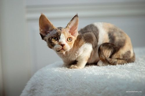 Котенок девон-рекс Una Mia - питомник Velvet Elves