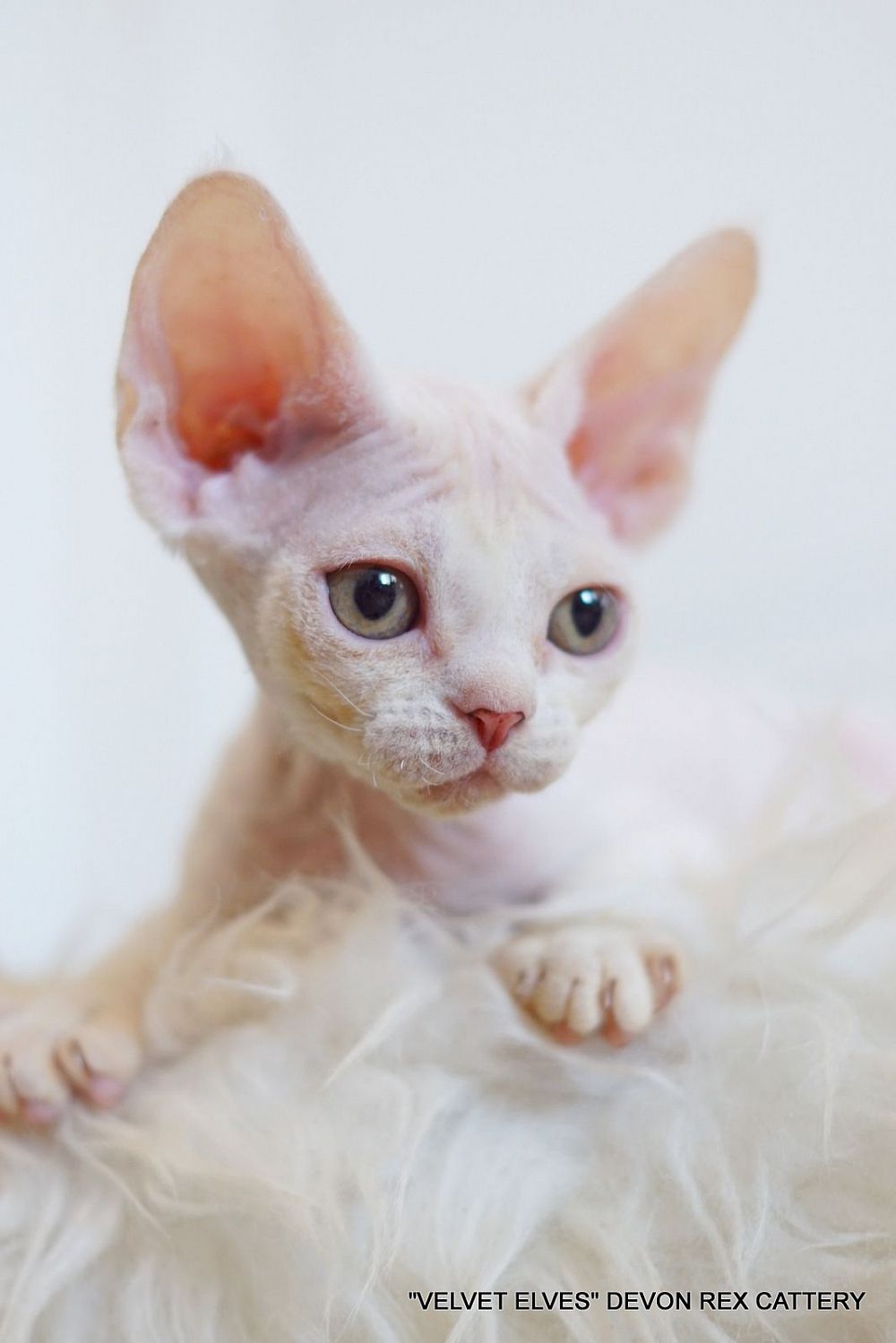 Котенок девон рекс Yuki Snow