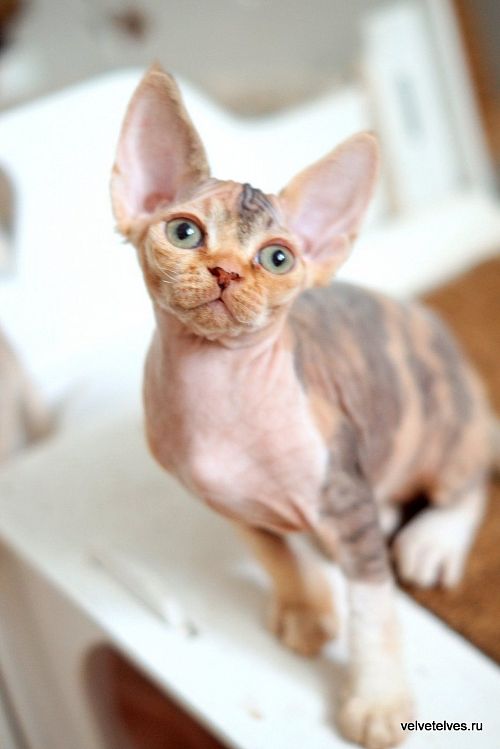 Котенок девон-рекс Una Stella - питомник Velvet Elves