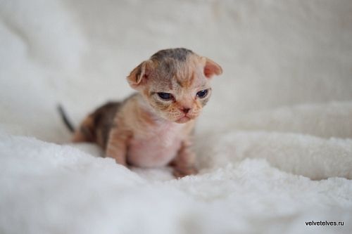 Котенок девон-рекс Ulla Mia - питомник Velvet Elves