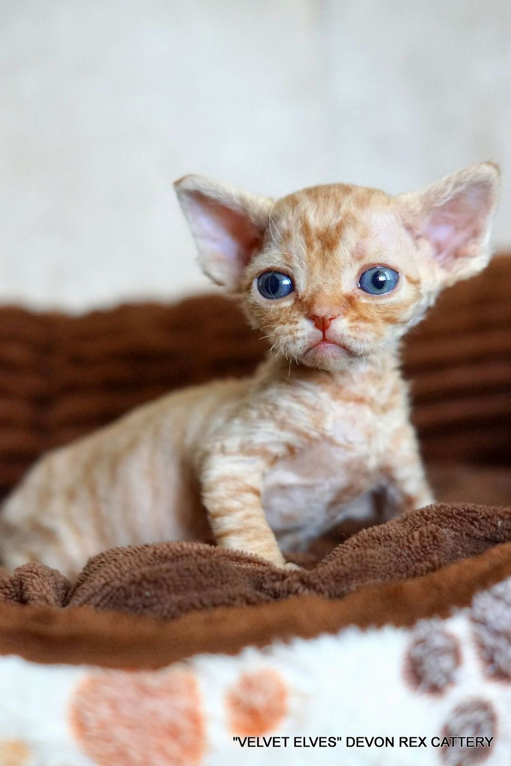 Котенок девон рекс Tywin