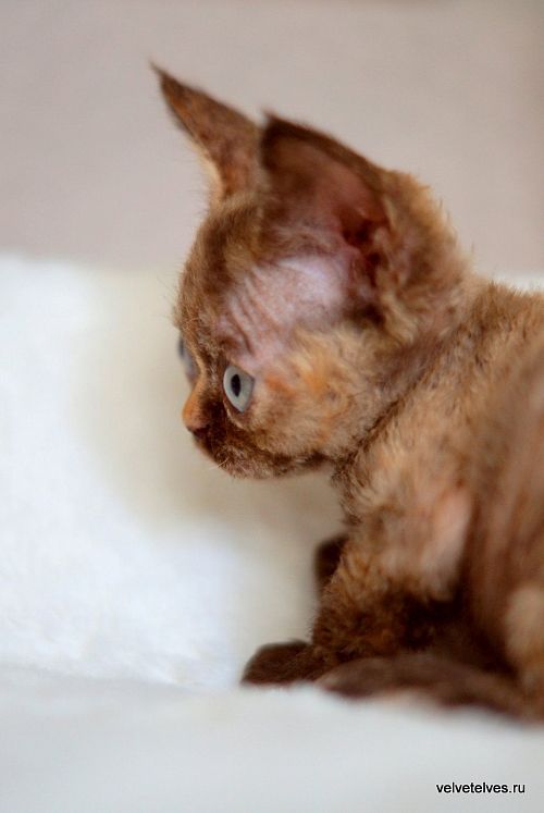 Котенок девон-рекс Unique Pearl - питомник Velvet Elves