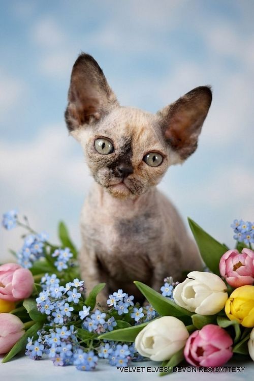 Котенок девон-рекс Vivien - питомник Velvet Elves
