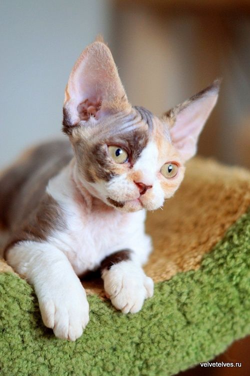 Котенок девон-рекс Una Mia - питомник Velvet Elves